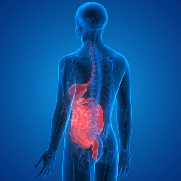 Anatomía del sistema digestivo humano —  Fotos de Stock