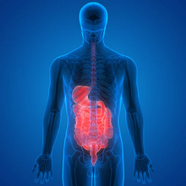 Anatomia układu pokarmowego człowieka — Zdjęcie stockowe
