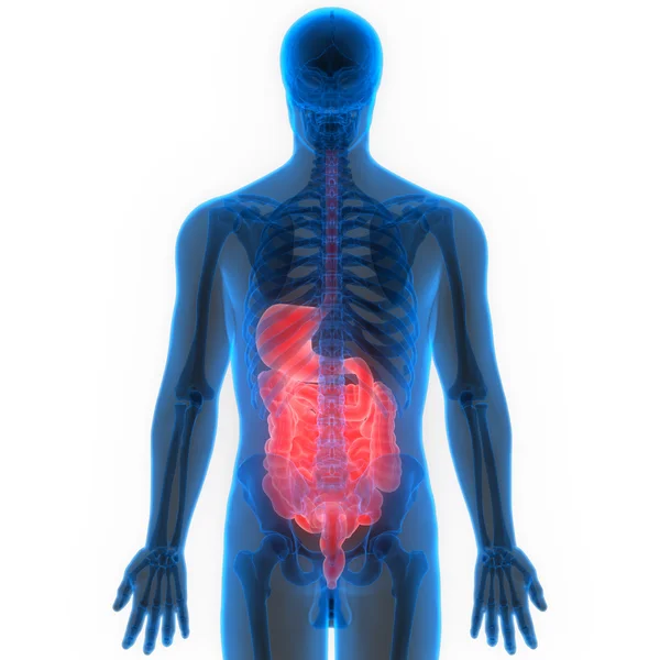 Anatomía del sistema digestivo humano — Foto de Stock