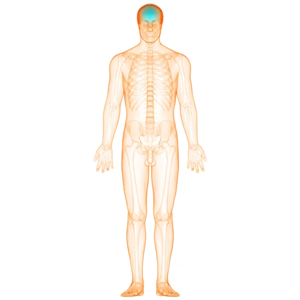Ciało ludzkie kości, bóle stawów — Zdjęcie stockowe