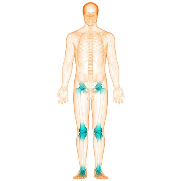 Emberi test csont ízületi fájdalmak — Stock Fotó