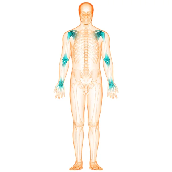 人間の体の骨の関節の痛み — ストック写真