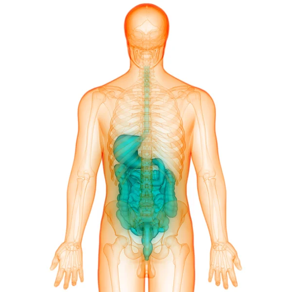 Anatomia układu pokarmowego człowieka — Zdjęcie stockowe