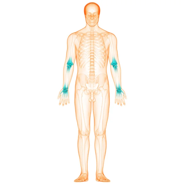 Menselijk lichaam bot gewrichtspijn — Stockfoto