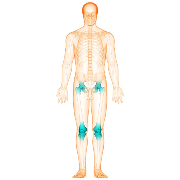 Ciało ludzkie kości, bóle stawów — Zdjęcie stockowe