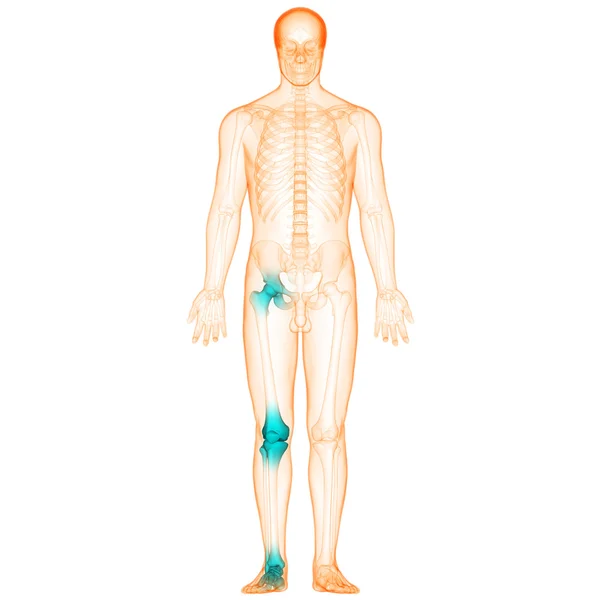 人間の体の骨の関節の痛み — ストック写真