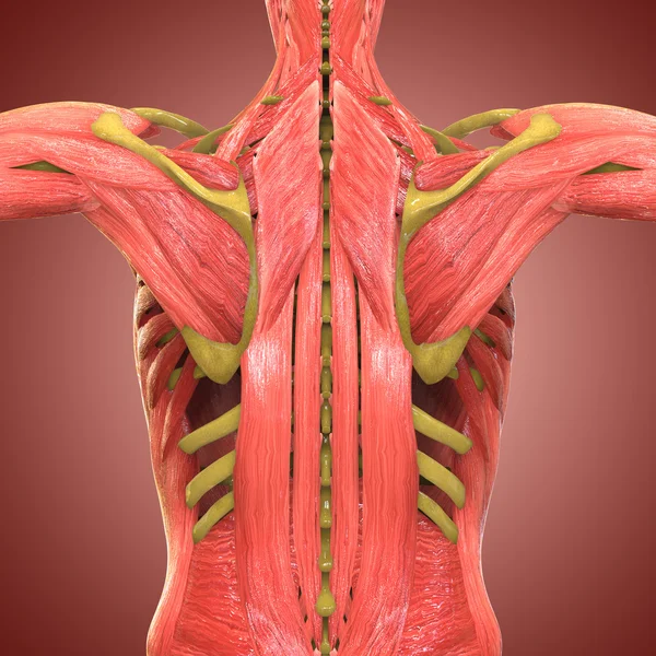 Anatomía del cuerpo muscular humano — Foto de Stock