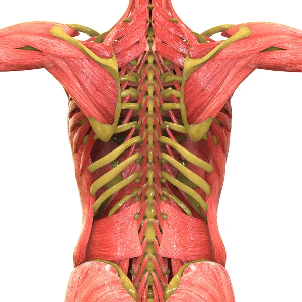Анатомия человеческого мышечного тела — стоковое фото