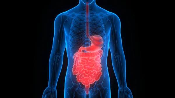 Anatomia del sistema digestivo umano — Foto Stock