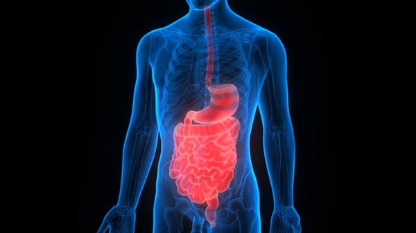 Anatomía del sistema digestivo humano — Foto de Stock