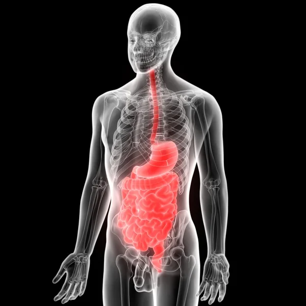 Human Digestive System Anatomy — Stock Photo, Image