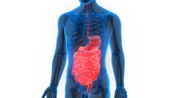 Anatomia do Sistema Digestivo Humano — Fotografia de Stock