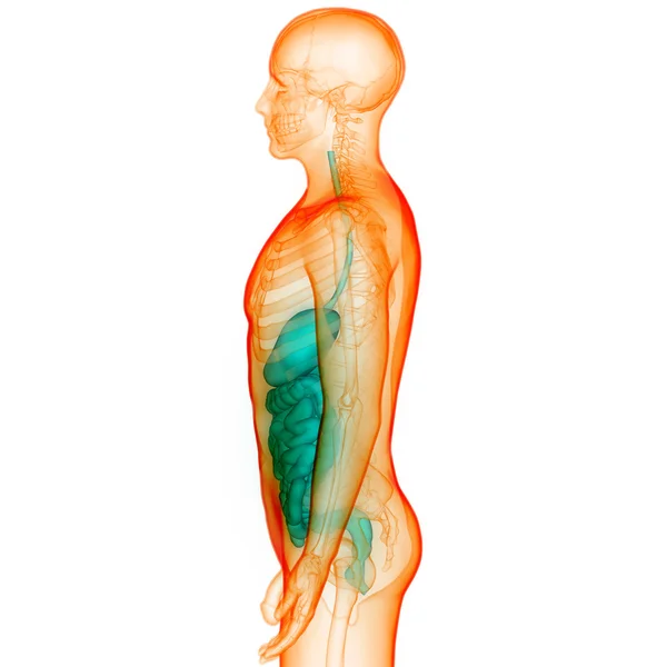 Anatomía del sistema digestivo humano — Foto de Stock