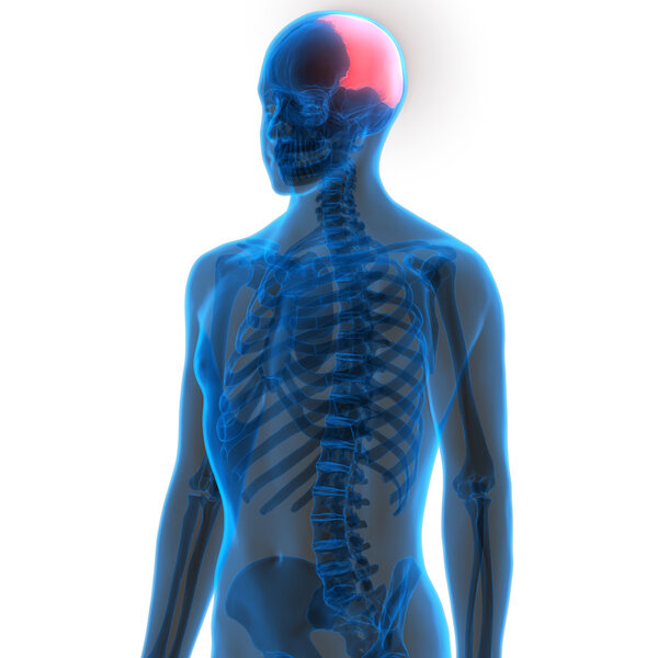 Human Body Bone Joint Pains