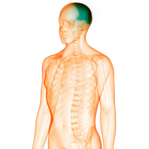 人間の体の骨の関節の痛み — ストック写真