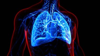 İnsan Solunum Sistemi Anatomisi 'nin 3 boyutlu kavramı
