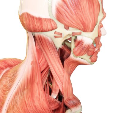 İnsan vücudu kas sistemi kafa kasları anatomisi. Üç Boyut