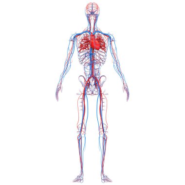 Damarları ve damar anatomisi olan İnsan Dolaşım Sistemi Kalbi. Üç Boyut