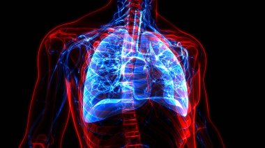 İnsan Solunum Sistemi Anatomisi 'nin 3 boyutlu kavramı