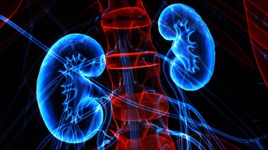 İnsan İdrar Sistemi Böbrekleri Anatomisi. Üç Boyut