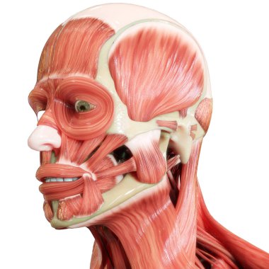 İnsan vücudu kas sistemi kafa kasları anatomisi. Üç Boyut
