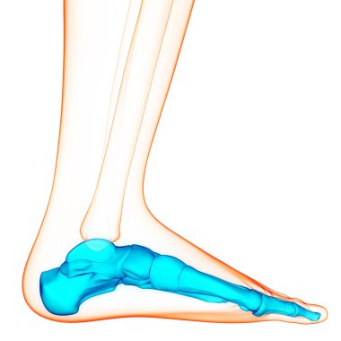 İnsan iskelet sistemi ayak kemiği eklemleri anatomisi. Üç Boyut