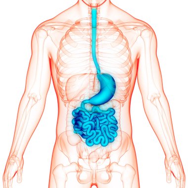 İnce bağırsak anatomisi olan insan sindirim sistemi midesi. Üç Boyut