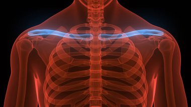 İnsan iskelet sistemi köprücük kemiği eklemi anatomisi. Üç Boyut