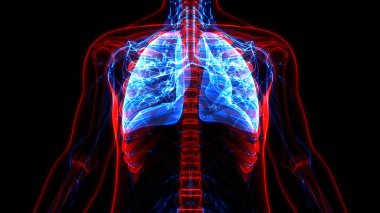 İnsan Solunum Sistemi Anatomisi 'nin 3 boyutlu kavramı