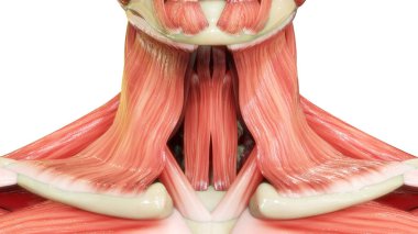 İnsan Vücut Kas Sistemi Boyun Kas Anatomisi. Üç Boyut