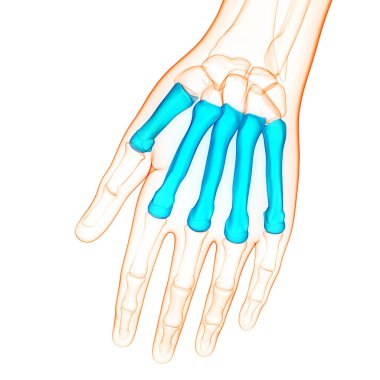 İnsan iskelet sistemi, Metakarpal Kemik Eklemleri Anatomisi. Üç Boyut