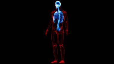 İnsan iskelet sistemi anatomisinin omurilik omurgası. Üç Boyut