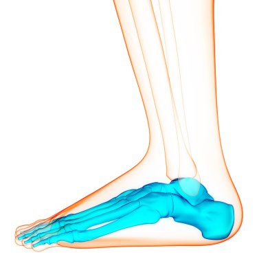 İnsan iskelet sistemi ayak kemiği eklemleri anatomisi. Üç Boyut