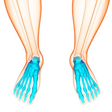 İnsan iskelet sistemi ayak eklemleri anatomisi. Üç Boyut
