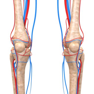 Dolaşım sistemi arterleri ve damar anatomisi olan insan iskelet sistemi. Üç Boyut