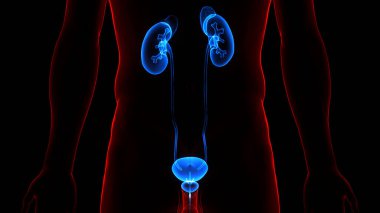 İdrar yolu anatomisi olan kadın idrar sistemi böbrekleri. Üç Boyut