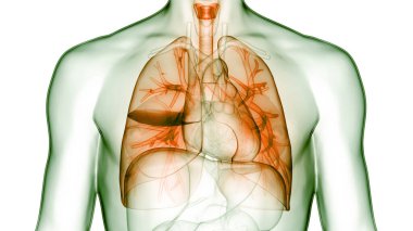 İnsan Solunum Sistemi Anatomisi 'nin 3 boyutlu kavramı