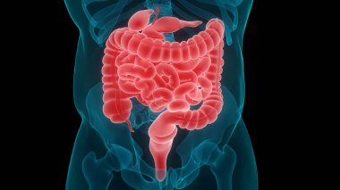 İnsan Sindirim Sistemi Anatomisi. Üç Boyut