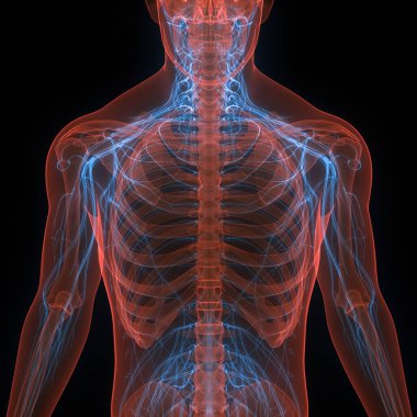 Sinir sistemi anatomisi olan insan iskelet sistemi. Üç Boyut