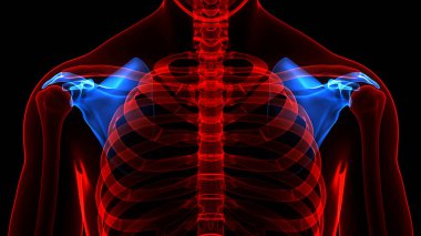 İnsan iskelet sistemi skapula kemik eklemleri anatomisi. Üç Boyut