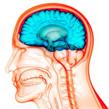 İnsan Sinir Sistemi Beyin Anatomisi Merkezi Organı. Üç Boyut