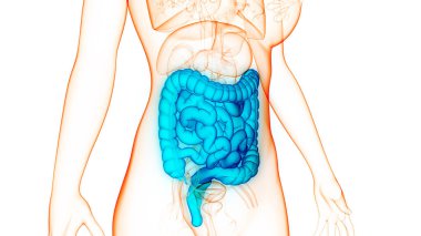 İnsan Sindirim Sistemi Geniş ve İnce Bağırsak Anatomisi. Üç Boyut