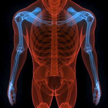 İnsan İskelet Sistemi Kemik Eller Eklemleri Anatomisi. 3D - Görüntü