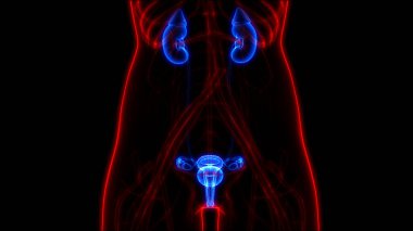 İdrar yolu anatomisi olan kadın idrar sistemi böbrekleri. Üç Boyut