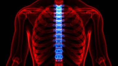 İnsan iskelet sistemi anatomisinin omurilik omurgası. Üç Boyut