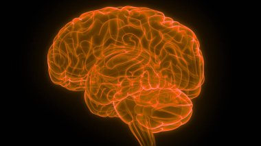 İnsan Sinir Sistemi Beyin Anatomisi Merkezi Organı. Üç Boyut