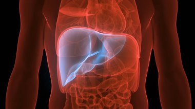 İnsan İç Sindirim Organı Anatomisi. Üç Boyut