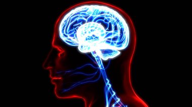 İnsan Sinir Sistemi Beyin Anatomisi Merkezi Organı. Üç Boyut