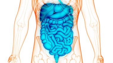 İnsan Sindirim Sistemi Anatomisi. Üç Boyut