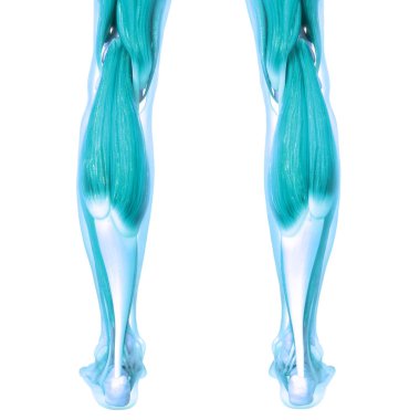 Kas, insan kas sisteminin bir parçasıdır. Üç Boyut